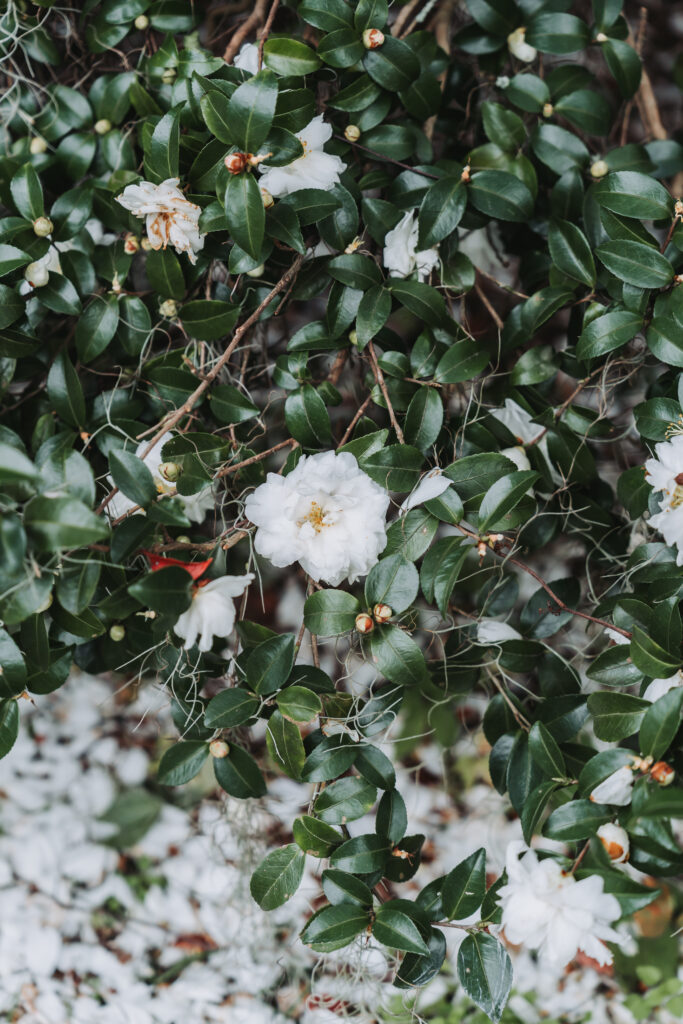 Blooming flowers at Legare Waring House